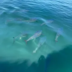 Atlantic Bluefin Tuna thumbnail 4