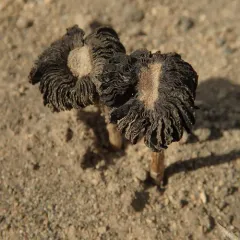 Desert Inkcap thumbnail 4