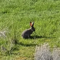Black-tailed Jackrabbit thumbnail 3