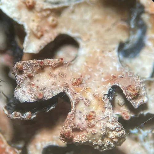 Ovicuculispora parmeliae