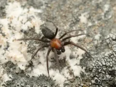Titanoeca nivalis thumbnail 1