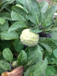 metel devil's trumpet thumbnail 4