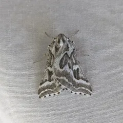 Sagebrush Girdle Moth thumbnail 3