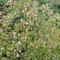 calico aster thumbnail 2