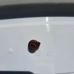 Bellmouth Ramshorn thumbnail 4