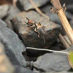 Smaller Sand Cricket thumbnail 4