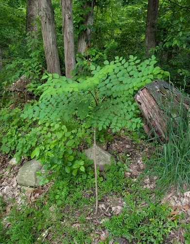 Japanese angelica tree
