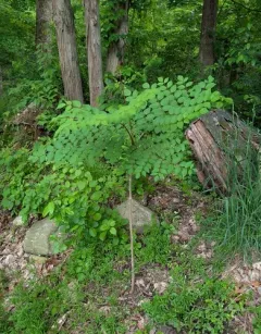 Japanese angelica tree thumbnail 1