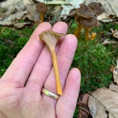 Yellowfoot thumbnail 2