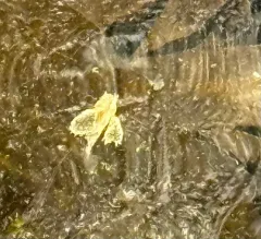Sailfin Sculpin thumbnail 4