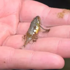 Silverspotted Sculpin thumbnail 3