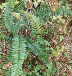 Alaska holly fern thumbnail 4