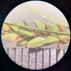 Rigid Sedge thumbnail 4