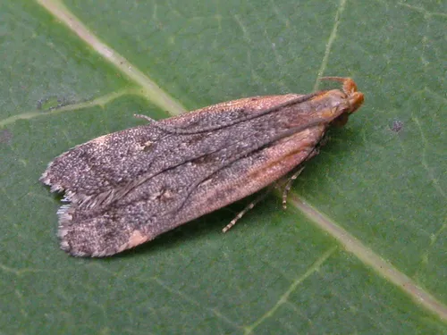 Coneflower Moth