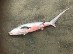 Thresher Shark thumbnail 2