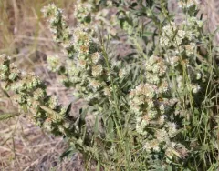 virgate scorpionweed thumbnail 4
