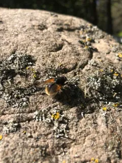 Mesembrina decipiens thumbnail 3