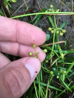 Eastern Lilaeopsis thumbnail 1