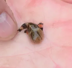 Tadpole Sculpin thumbnail 3