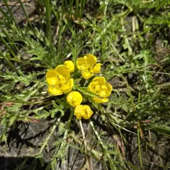 tansyleaf evening primrose thumbnail 4