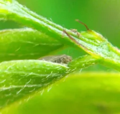false indigo psyllid thumbnail 1