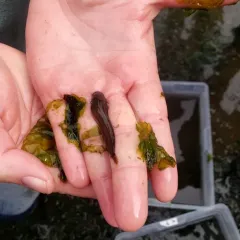 Tidepool Snailfish thumbnail 4