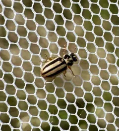 Episcopal Ladybird thumbnail 4