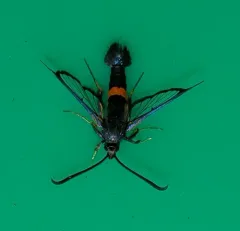 Large Red-belted Clearwing Moth thumbnail 1