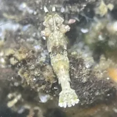 Deep Blade Shrimp thumbnail 3