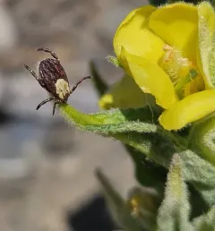 Rocky Mountain Wood Tick thumbnail 4