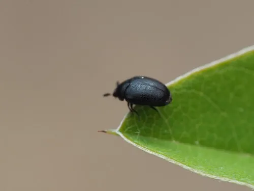Cryptorhopalum triste