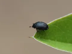 Cryptorhopalum triste thumbnail 1