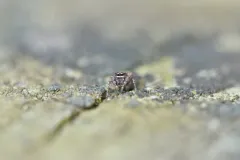 Zygoballus nervosus thumbnail 3