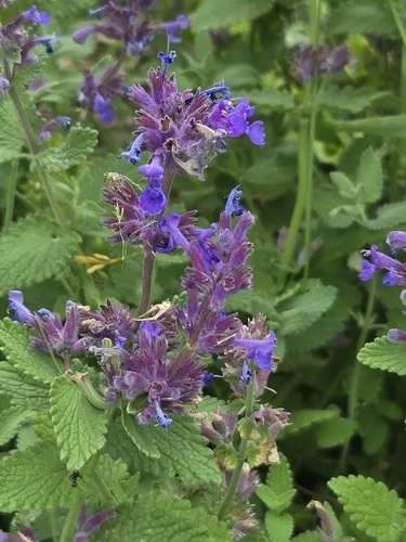 Eastern Cat-mint