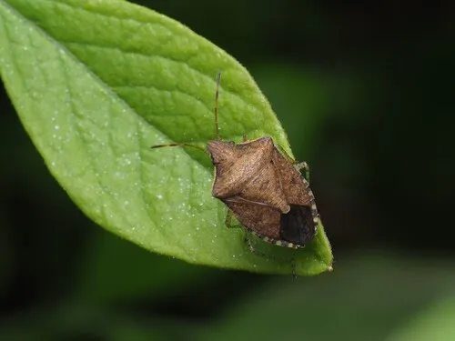 Euschistus politus