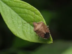 Euschistus politus thumbnail 1