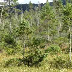 black spruce thumbnail 3