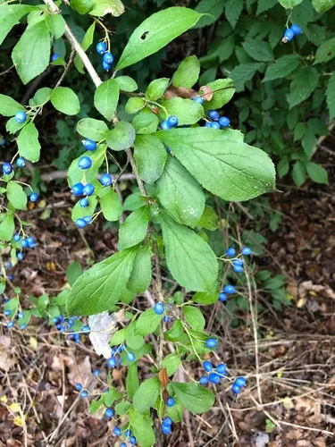 sapphire-berry