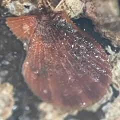 Spiny Scallop thumbnail 4