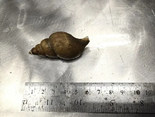 Colus pubescens
