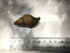 Colus pubescens thumbnail 1