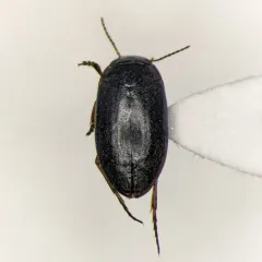 Hydroporus longiusculus thumbnail 2