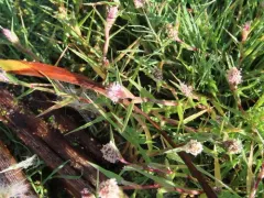swamp pricklegrass thumbnail 4