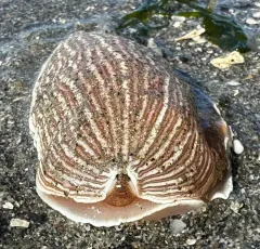 Striped Nudibranch thumbnail 3
