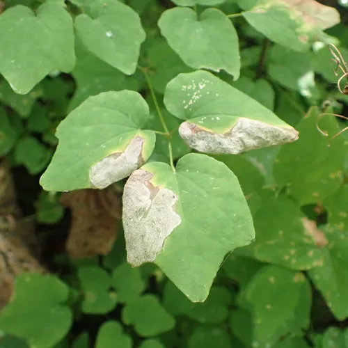 Phytomyza vancouveriella