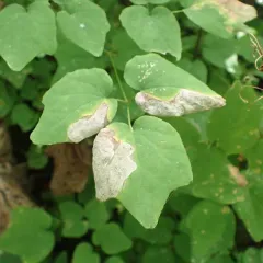 Phytomyza vancouveriella thumbnail 1