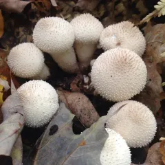 common puffball thumbnail 5