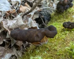 Pseudorhizina sphaerospora thumbnail 4