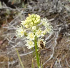 Death Camas Mining Bee thumbnail 2