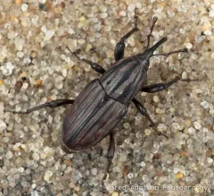 Sedge Billbug Weevil thumbnail 4
